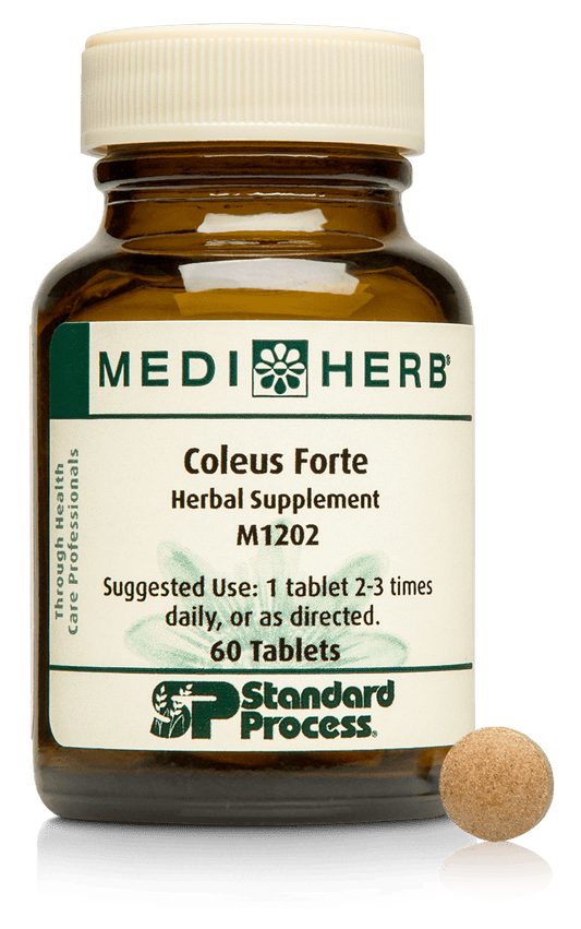 Coleus Forte